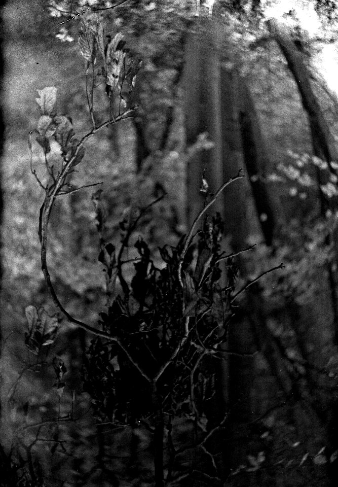 Ricoh TLS 401 with Helios 44-2 - Branch of Autumn