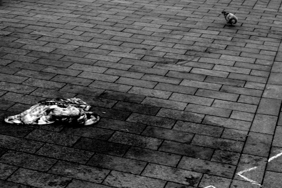 A Pigeon