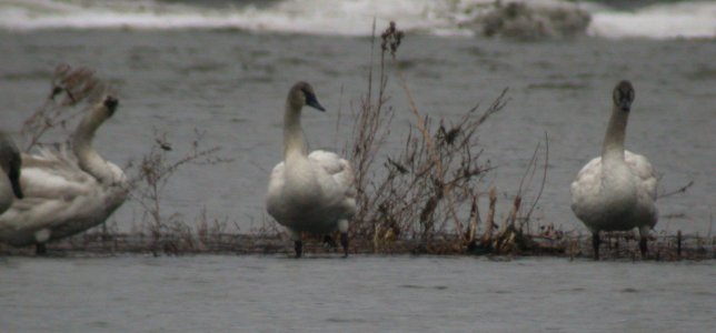 DSCN2599 Trumpeter Swan KRSP Bourbonnais IL 1-1-06