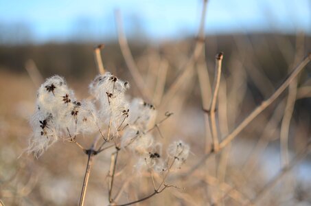 Medicinal plants fall autumn photo