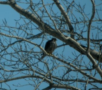 DSCN2448 c Peregrine Falcon Grundy Co IL 2-21-2014
