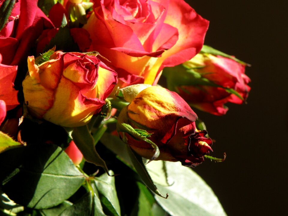 Flower decoration red
