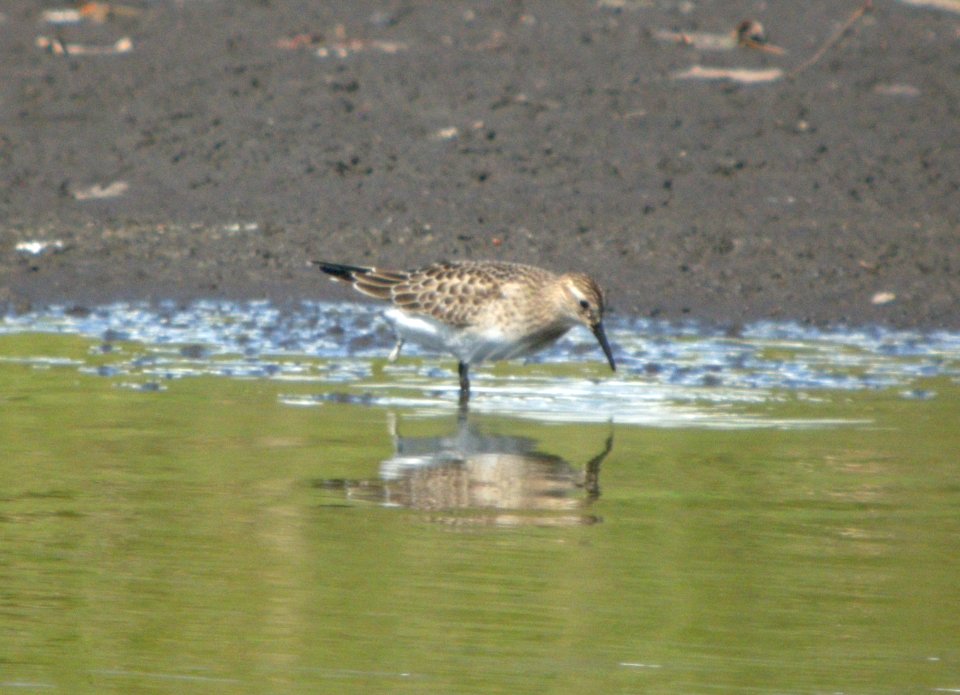 DSCN3629 c Baird's Sandpiper  Kankakee Co IL 9-12-10