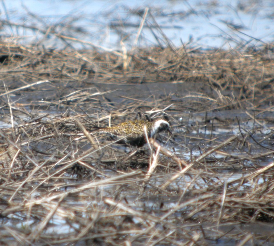 DSCN7590 c American Golden-Plover  Kankakee Co IL 4-21-13