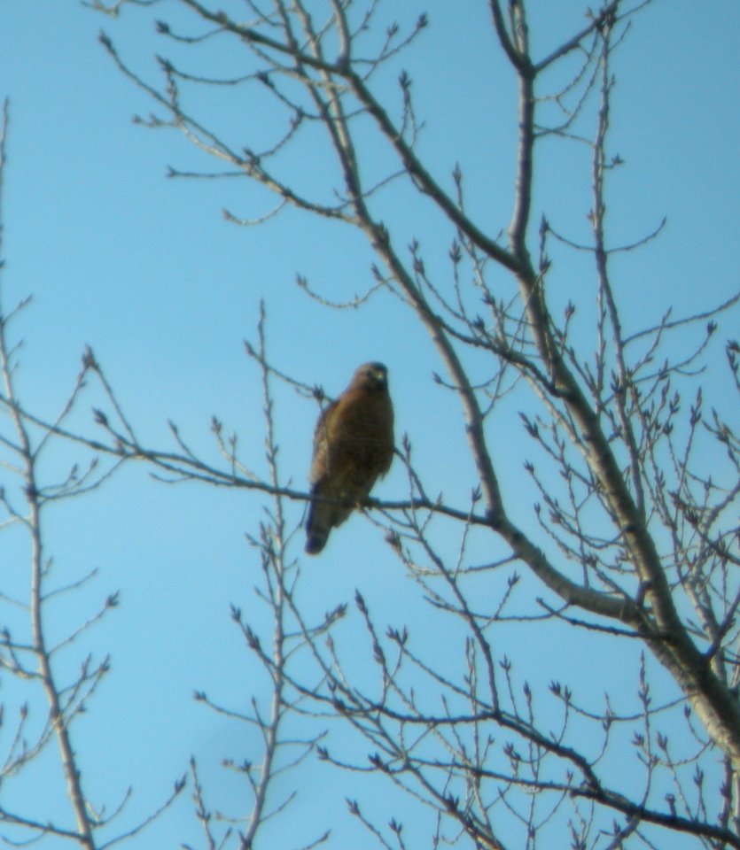DSCN2756 c Red-shouldered Hawk Kankakee IL 3-15-2014 (Photo thru bins)