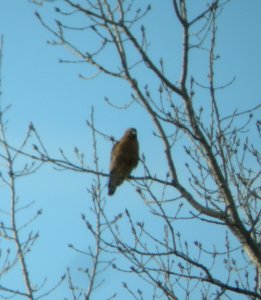 DSCN2756 c Red-shouldered Hawk Kankakee IL 3-15-2014 (Photo thru bins)