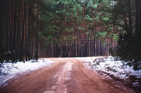 Forest nature rural photo