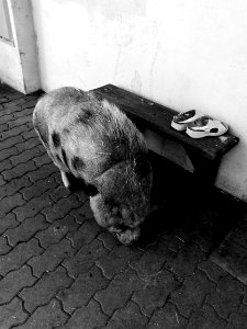 Hubert, 11 years old pig 4