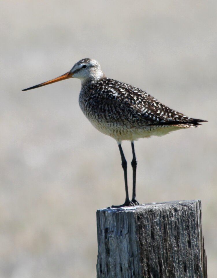 Standing post wildlife