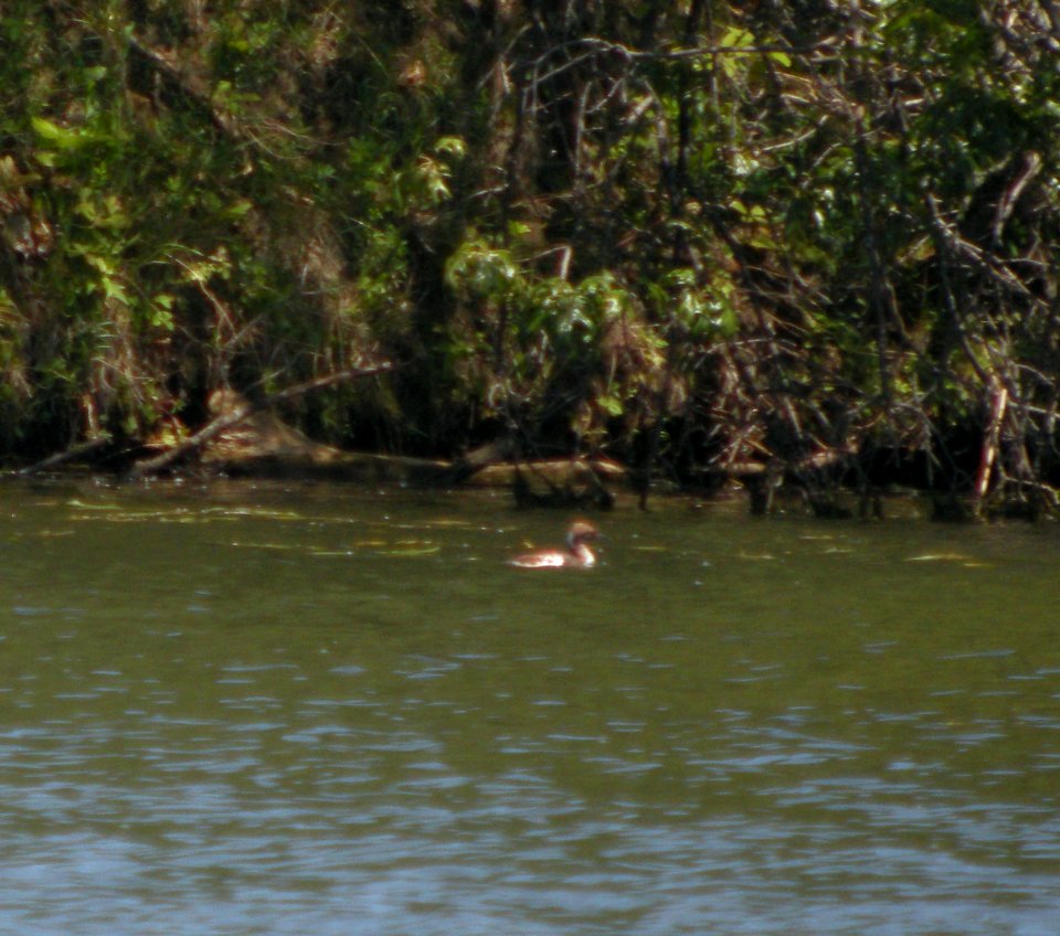 DSCN3055 c Horned Grebe Willow Slough FWA Newton Co IN 5-14-12