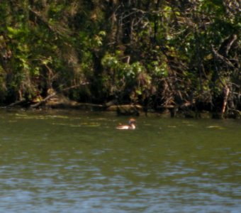 DSCN3055 c Horned Grebe Willow Slough FWA Newton Co IN 5-14-12