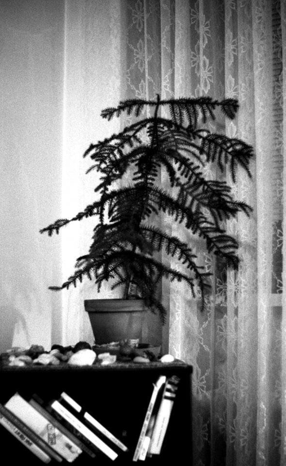Praktica BC1 - Araukaria in the Waiting Room of my Psychologist