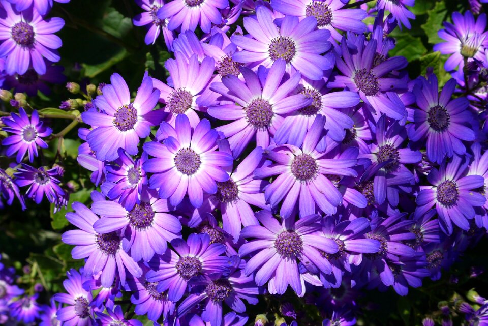 Spring spring flower nature