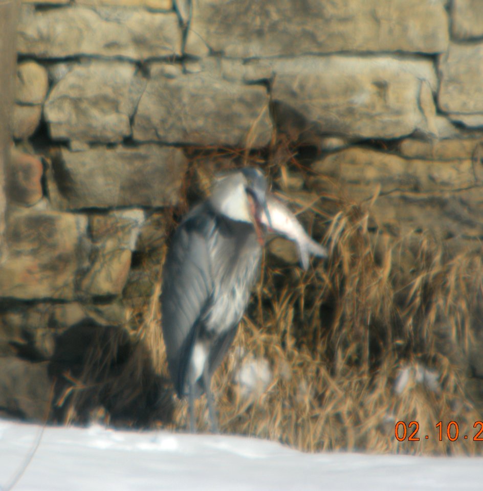 DSCN2158 c GB Heron Kankakee IL 2-10-2014 (Down the Hatch)
