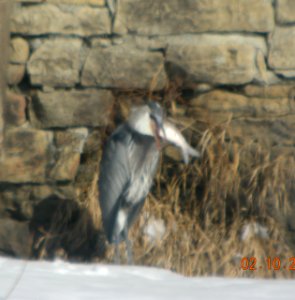 DSCN2158 c GB Heron Kankakee IL 2-10-2014 (Down the Hatch)