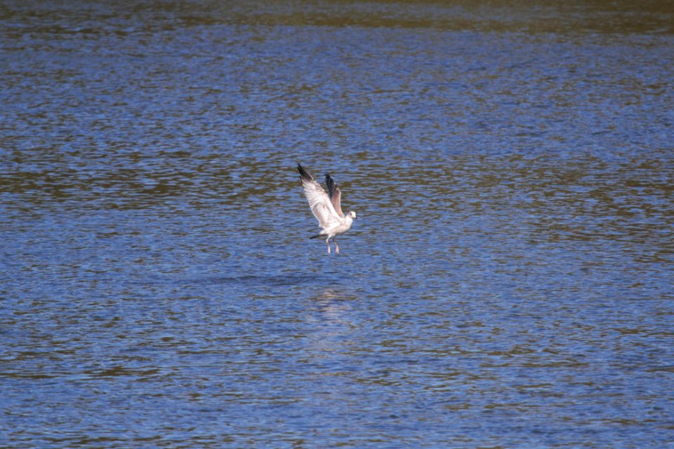 IMG 2808c Herring Gull Dam Kankakee IL 10-22-2018