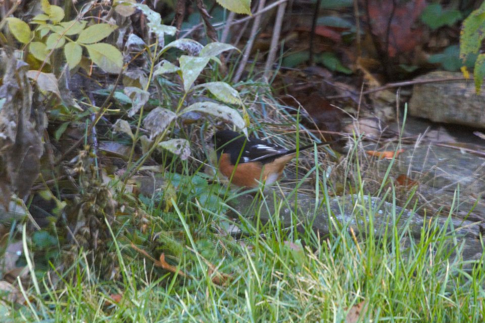IMG 3109c Eastern Towhee Hse Kankakee IL 11-2-2018