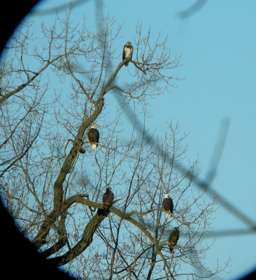 DSCN1826 c Bald Eagle Kankakee IL 1-28-2014