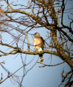 DSCN0110 c Cooper's Hawk  Kankakee Co IL 11-20-2013 (Photo thru Bins)