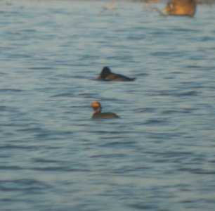 DSCN0797 c Horned Grebe TNC Kankakee Sands IN 3-21-2014 photo