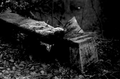 Contax D + Industar-61 L/Z - Bench Overgrown by Moss 2