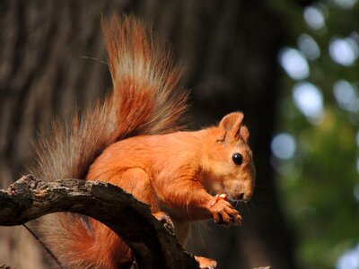 Rodent living nature animals