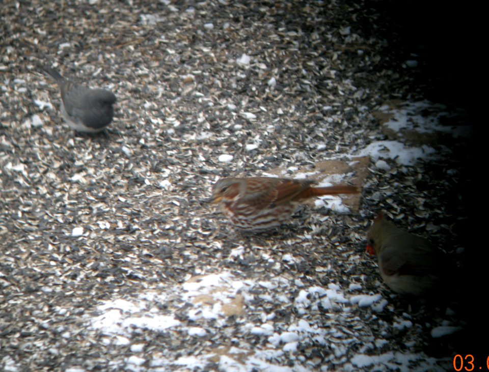 DSCN0693 c Fox Sparrow Continues Kankakee IL 3-2-2014 (Photo thru Bins)