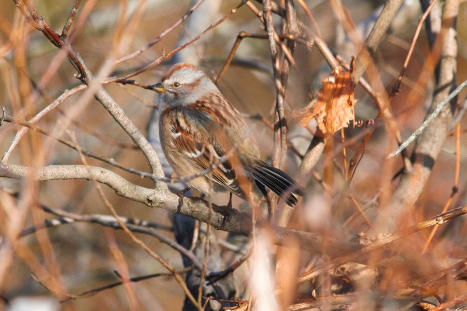 IMG 3625c American Tree Sparrow Willowhaven Area Kankakee Co IL 12-15-2018
