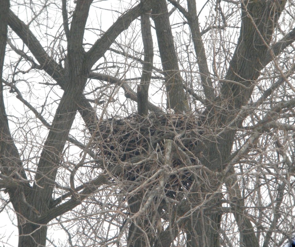 DSCN2607 c Bald Eagle on nest Grundy Co IL 3-1-2014