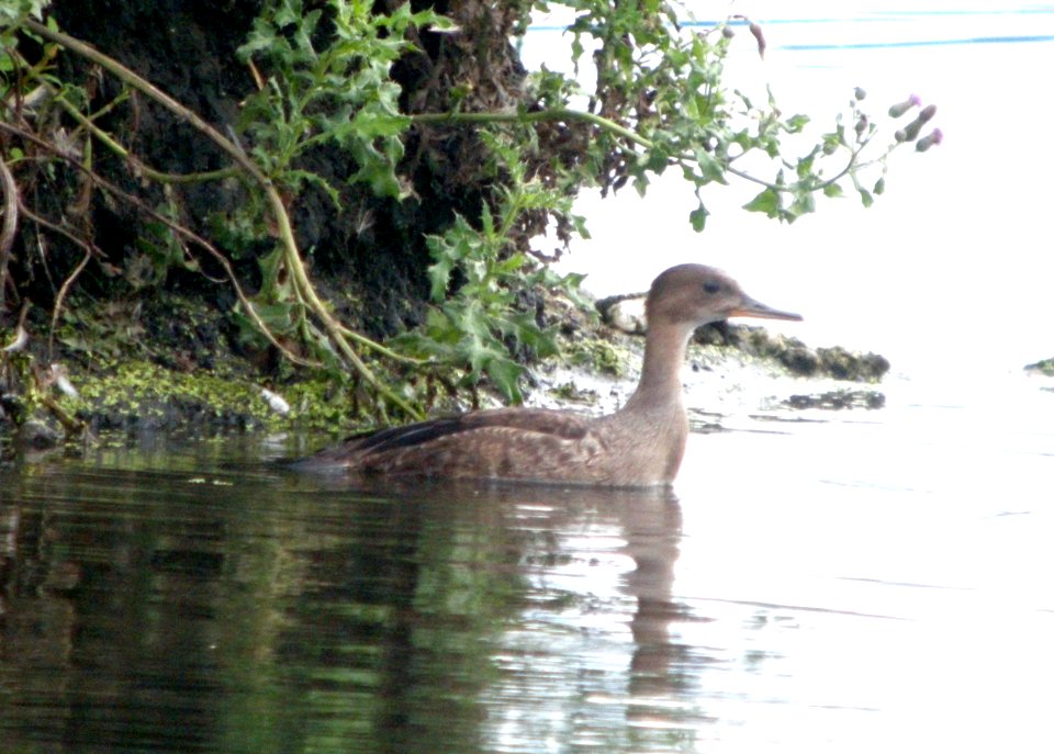 DSCN2559 c Hooded Merganser  Coal City IL 7-20-10