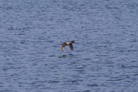 IMG 3360c Common Goldeneye Willow Slough FWA IN 11-29-2018