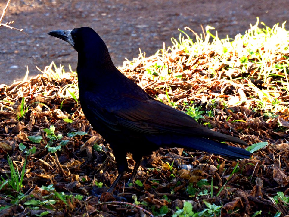Raven in Grass