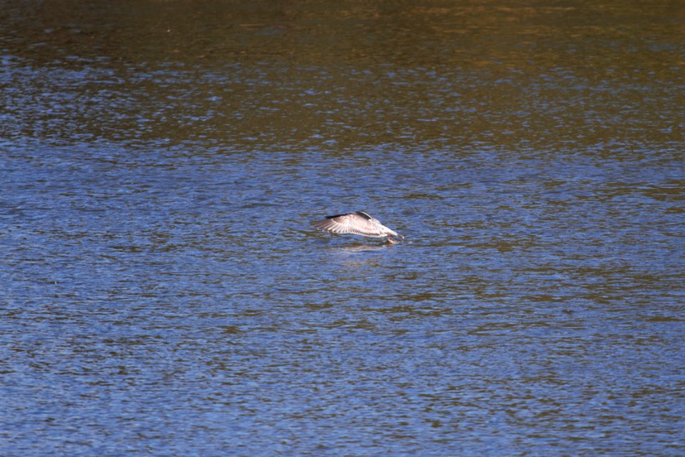 IMG 2745c Herring Gull Dam Kankakee IL 10-22-2018