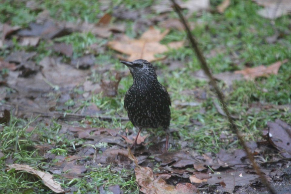 IMG 3420 European Starling Hse Kankakee IL 12-01-2018