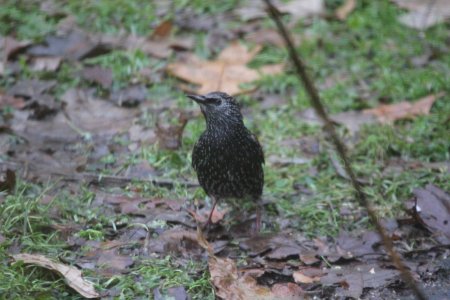 IMG 3420 European Starling Hse Kankakee IL 12-01-2018