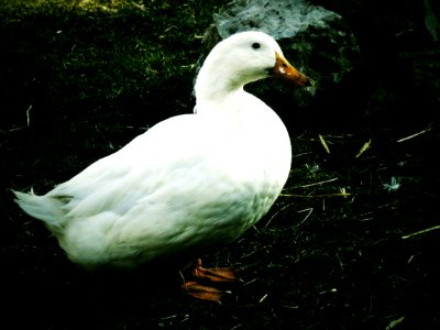 Duck 2