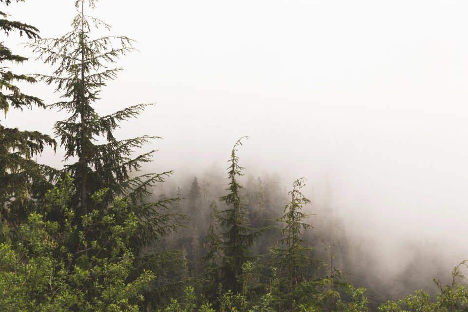 Fog nature woods