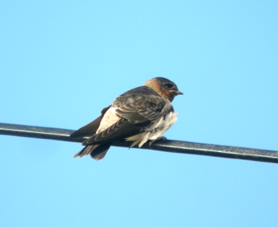 DSCN9128 c Cliff Swallow (Fledgling) Kankakee Co IL 7-12-13
