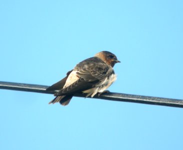 DSCN9128 c Cliff Swallow (Fledgling) Kankakee Co IL 7-12-13
