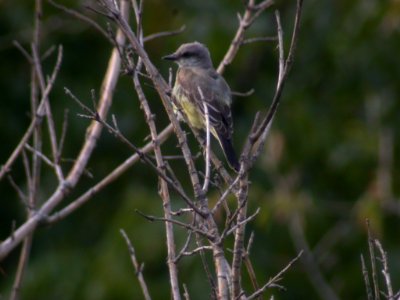DSCN1103 Wester Kingbird Perry Farm Bourbonnais IL 9-5-05