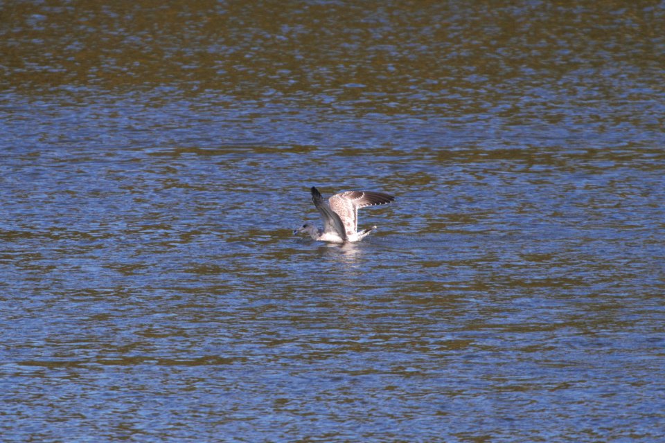 IMG 2739c Herring Gull Dam Kankakee IL 10-22-2018