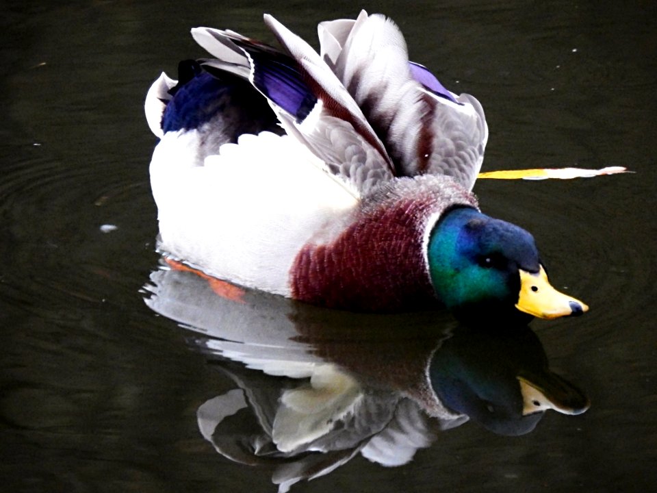 Duck on Svitava River 2