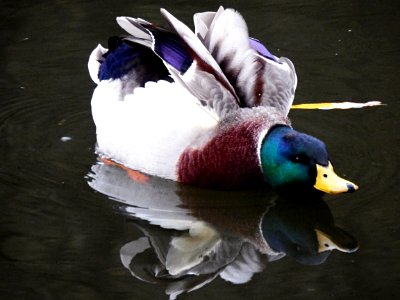 Duck on Svitava River 2