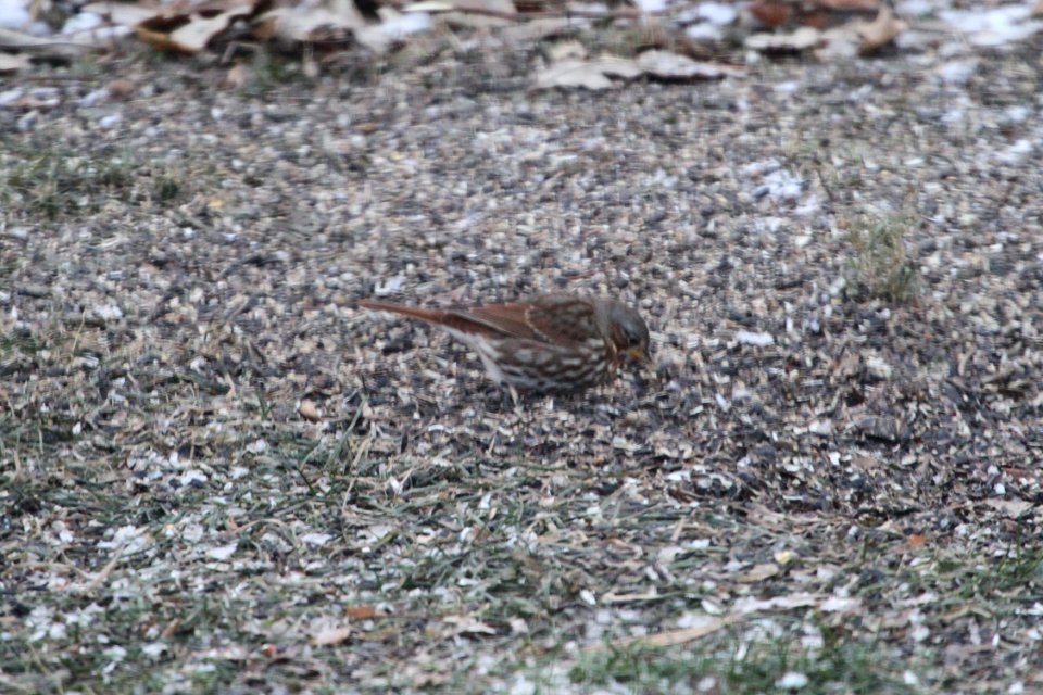 IMG 3234c Fox Sparrow Hse Kankakee IL 11-13-2018