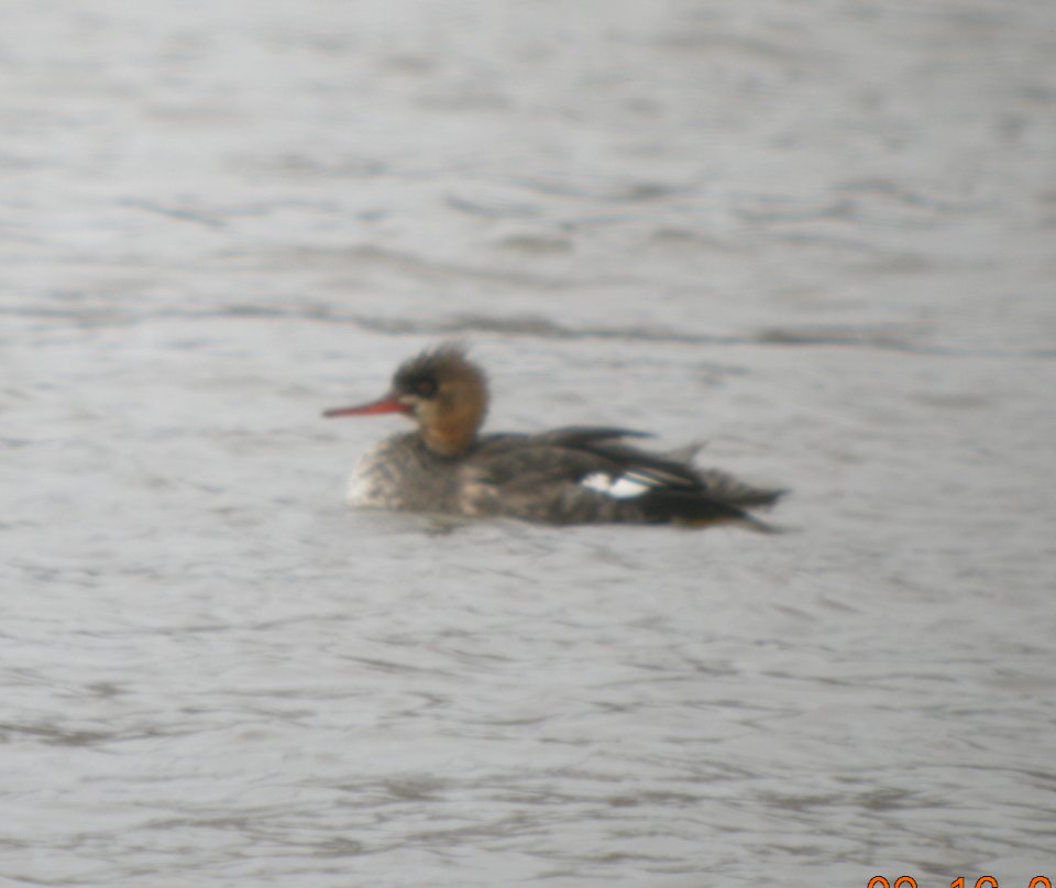 DSCN0742 c Red-breasted Merganser Kankakee IL 3-16-2014