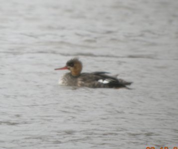 DSCN0742 c Red-breasted Merganser Kankakee IL 3-16-2014