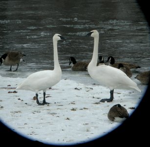 DSCN2047 c Trumpeter Swan Kankakee Co IL 2-4-2014