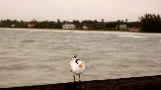 Florida1b (51)