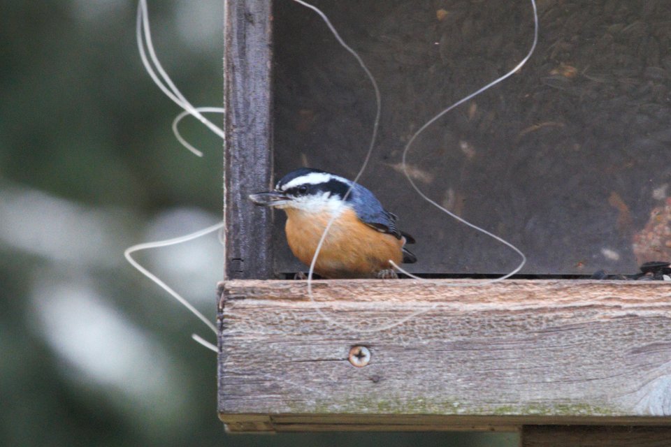 IMG 3209c Red-breasted Nuthatch Hse Kankakee IL 11-9-2018