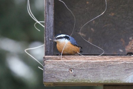 IMG 3209c Red-breasted Nuthatch Hse Kankakee IL 11-9-2018